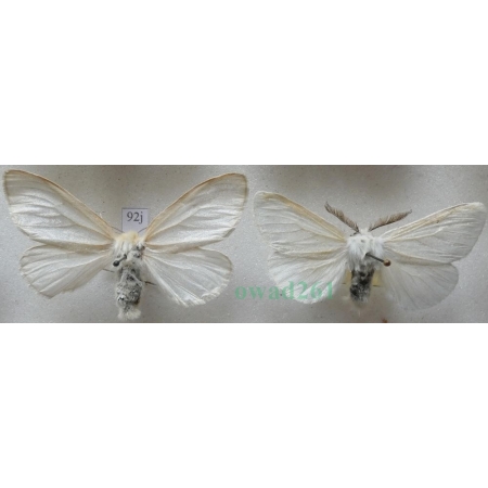 Leucoma salicis (Linnaeus, 1758) pair Białka wierzbówka Slovakia92j